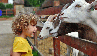 Child with goats
