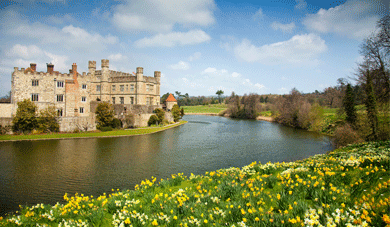 Daffodils at Leeds Castle