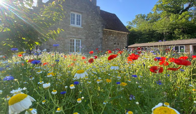 Wildflowers at Allington Lock, outside the Environment Agency Offices (Source: Environoment Agency)