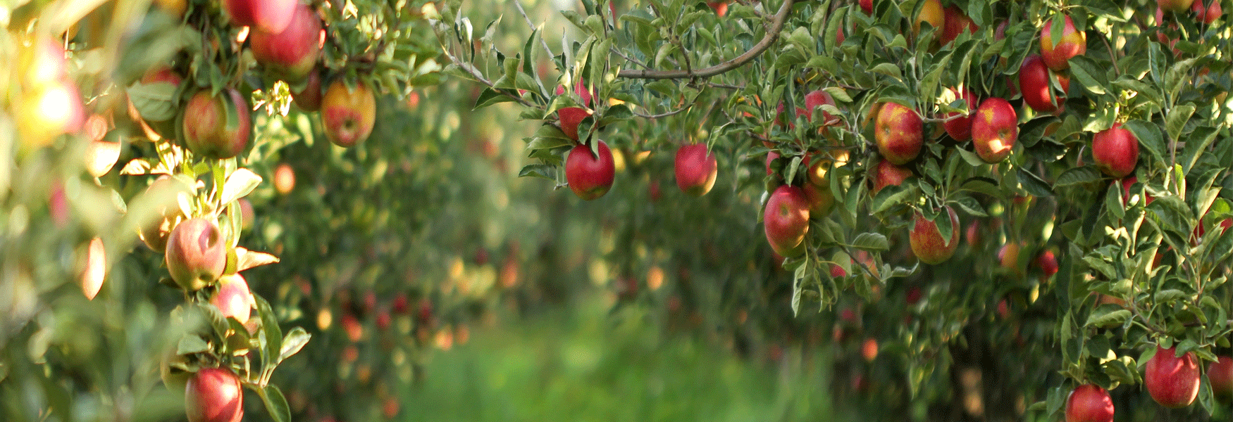Apple Orchards in Kent laden with fruit, Maidstone, Kent