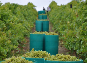 Grape Harvest at Biddenden Vineyards