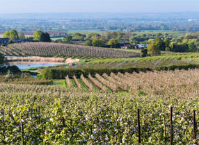 Orchards in springtime from Linton.