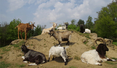 Buttercups Sanctuary for Goats