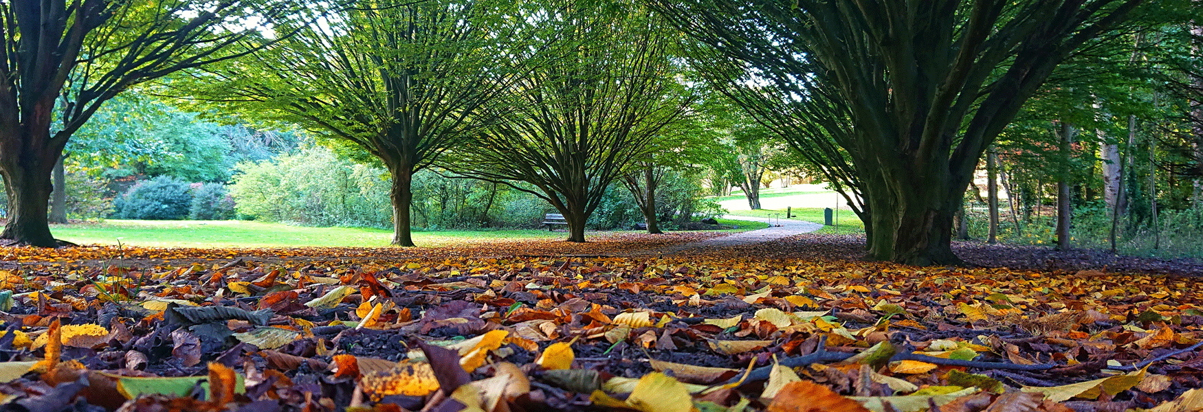 Cobtree Manor Park | Maidstone, Kent