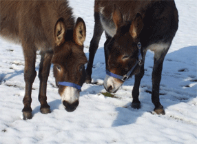 Kent Life Donkey's in the Snow