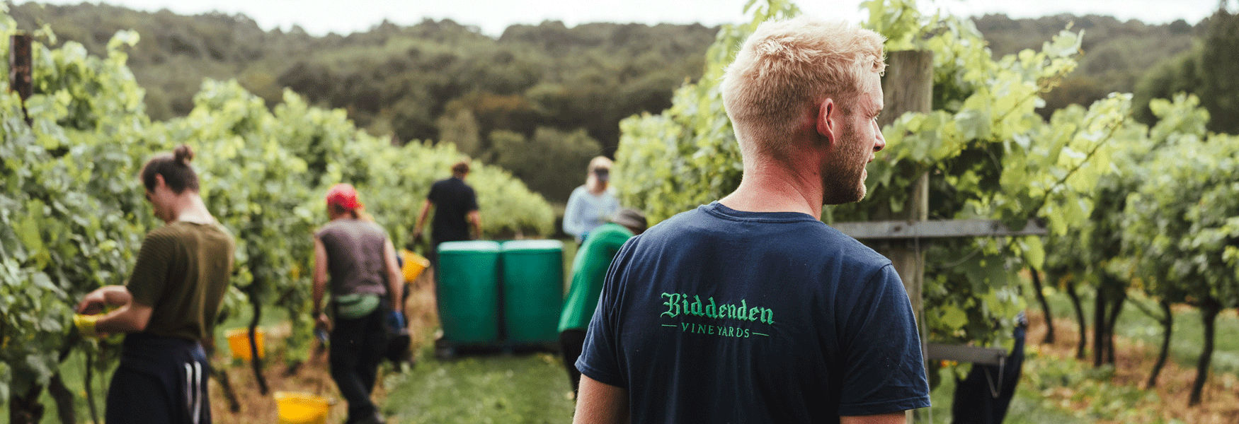 September is the Grape Harvest at Biddenden Vineyards and indeed at all the vineyards across Kent.  It is a time of anticipation and excitement as the wine making process starts.