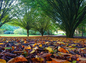 Hornbeam Avenue in the Aboretum