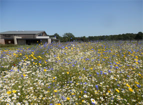 Wild flowers at Hush Heath Winery