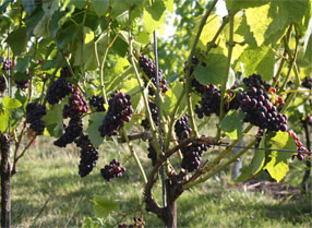 Hush Heath's Vines