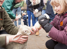 Feeding the lambs at Kent Life