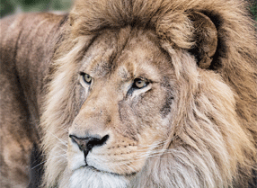 Ksanga - Lion from The Big Cat Sanctuary
