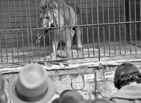 Lion at Cobtree Zoo