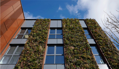 Maidstone Innovation Centre Living Wall