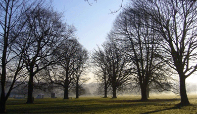 Winter trees in Mote Park