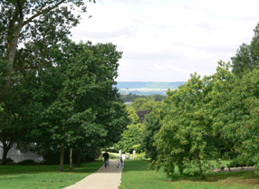 Pathway through the tree with the North Downs in the distance
