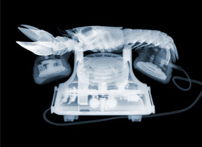 Process Gallery's Lobster Phone x-ray