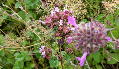 Wild Marjoram and Wild Basil at Ranscombe Nature Reserve