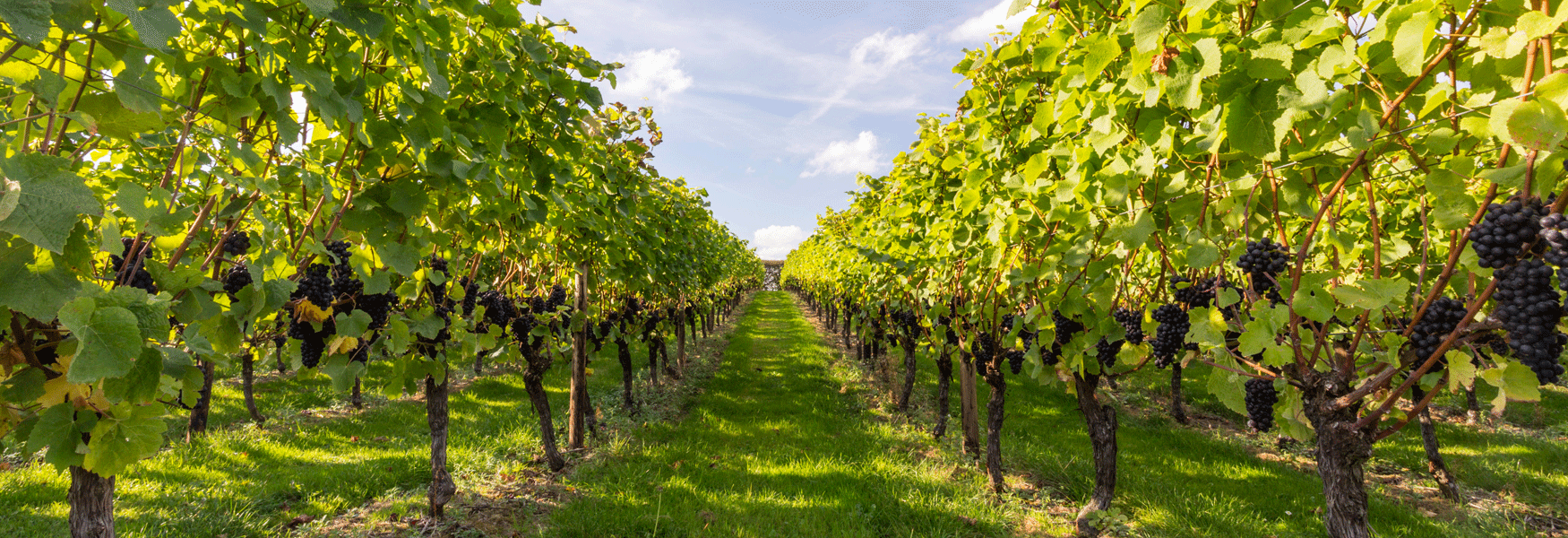 Grape Harvest at Hush Heath Winery, Staplehurst, Kent