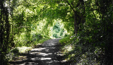 Summer shaded walks in Vinters Park Nature Reserve